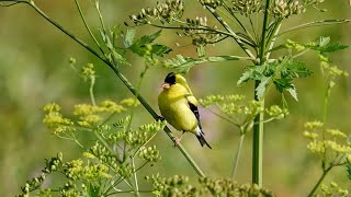 American Goldfinch: Habitat (25 July 2023)