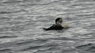 Common Eider