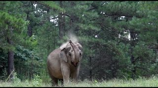 The Elephant Sanctuary | The Big Payback 2019