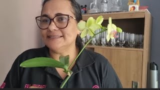 A pergunta É, o que aconteceu com a minha orquídea? #oque #aconteceu #minhaorquidea