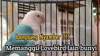 memanggil Lovebird !!!! auto Nyamberr dan ngekek panjang