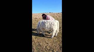 Storm Girl #cowlover #cow #animal