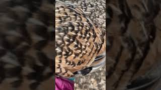 Poule au plumage atypique