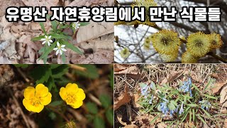 유명산 자연휴양림에서 만난 식물들