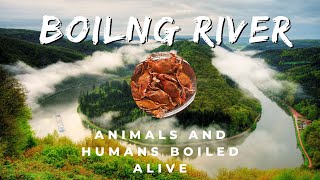 Warning Do Not Swim Here || Boiling River Cooks Animals and Humans