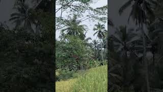 ADA YANG JATOH DI PEMATANG SAWAH