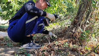 Удаляю лишний орешник на участке в деревне но появилось препятствие которого я не ожидал