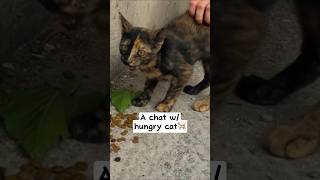 Tiny hungry cat MEOWs for food 🐈‍⬛ #straycat #straycatsfeeding #helpcats