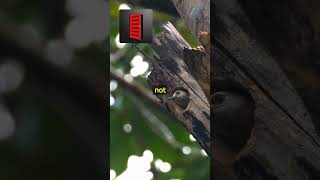 Why Do Woodpeckers Peck Wood? | Fact Finder Hub