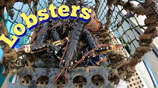 Salt Water Lobster Fishing