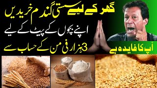 Wheat Rate Today in Pakistan 2023 Latest Wheat Prices| Wheat Rate in Pakistan today 2023