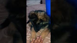 German Shepherd puppies cute eye 👀 #puppies