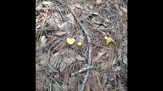 First Chanterelles