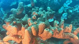 Playa Kalli (Alice in Wonderland) Dive 2, 1-15-24, Curacao