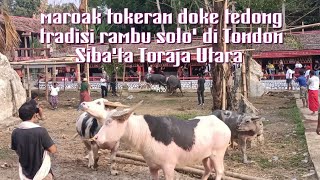 Maroak tokeran doke' tedong  rambu solo' Alm.Y.L.Manguma Ne' Maldi di Tandung Tondon Siba'ta Toraja