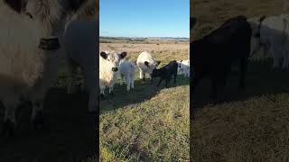 older & younger calves #cowlover #cow #animal  #farmlife #farmlifestyle #farmlifebestlife