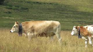 Alpe Giumello - bovine da latte al pascolo