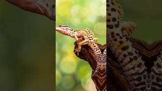 dangerous Insect And Animal v/s cute Insect And Animal #shorts