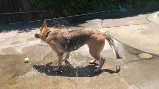 Our German Shepherd Shaking Off Water Slow Motion