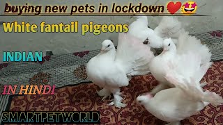 Indian Fantail pigeons ❤️ll white pigeon 🤩ll bought fancy pigeons in lockdown ❤️🤩🔥