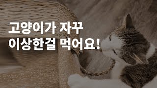 고양이가 뭘 삼킨 것 같아요! 고양이이식증 왜 위험한가요?