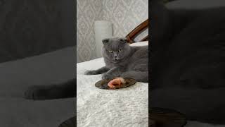 Cat & shrimp #cat #cats #catsoftiktok  #shortvideo #shorts #youtubeshorts #whatsapp #tiktok #viral