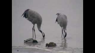 Grues cendrées au Lac du Der en février