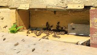 Bees In Lithuania 2017