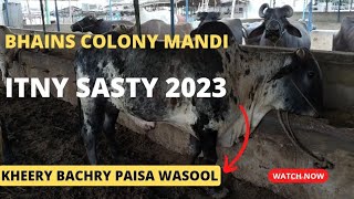 bhains colony mandi today updates/ sasty bachry 2023 @mandivlogswithejaz4258