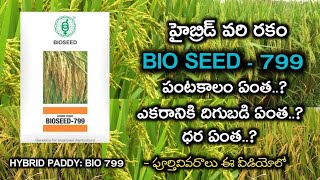 Bio seed 799 హైబ్రిడ్ వరి | Bio seed 799 HYBRID PADDY VARIETY | Bio seed 799 telugu RAITHU TIPS