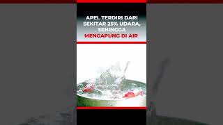 MENGAPA Apel Mengapung Di Air?? #buahbuahan #faktamenarik #faktaunik