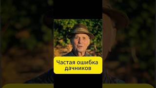 Не допускайте эту ошибку в огороде!  #огород #дача #сад #мульчирование