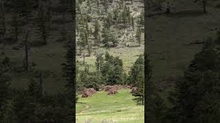 Are you able to spot the elk?! 🦌 #colorado #memorialday #hiking #elk