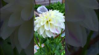 My garden Dalia