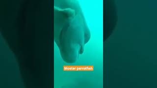 ikan monster #ikan #shortsvideo #shorts #parrot #parrotfish