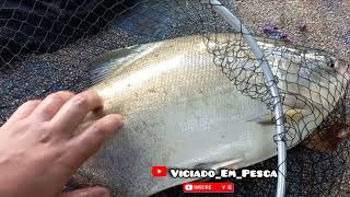 Tambaqui pego com tilapinha #tambaqui #tilapinha #pesqueiro #peixegrande #peixe