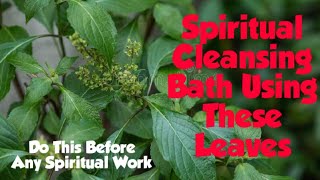 How To Use Scentleaves And Bitterleaf For Effective And Fast Spiritual Cleansing