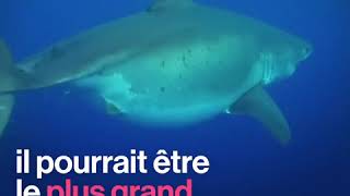 Le plus grand requin blanc jamais observé, deep blue