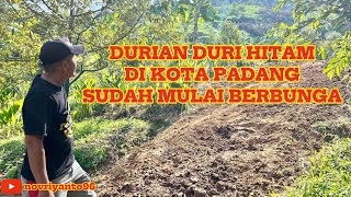 DURI HITAM MULAI BERBUNGA | DI KOTA PADANG #bawor #musangking #durian