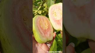 fruits farming 🍑🍈🥑🍐 #seasonal #fruit  #fruitharvest #fruitcutting #farming @gardening_lover7469