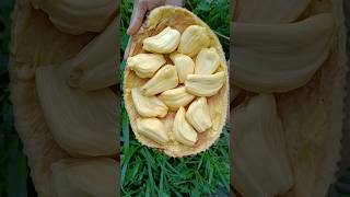 Ripe jackfruit 😋 #shorts #fruit #jackfruit