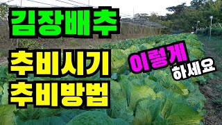 김장배추 추비시기, 김장배추 웃거름, 김장배추 추비주는시기, 김장배추 추비주는법,  김장배추 추비, 김장배추 추비주는방법,  김장배추 재배, 김장배추 영양관리