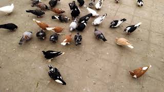 Gole shirazi pigeons || kabootar bazi my gole pigeons..