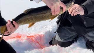 Beautiful Maine lake trout through the ice 🙌🏻 #icefishing #trout #maineoutdooradventures