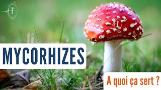 Le formidable pouvoir des mycorhizes 💪🏻 🍄