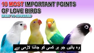 LOVEBIRDS COMPLETE INFORMATION | LOVEBIRDS BUSINESS | LOVEBIRD NESTING AND BOX | LOVE BIRDS MIX SEED