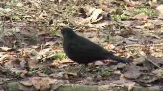 Črni kosi (Blackbirds) pri iskanju hrane