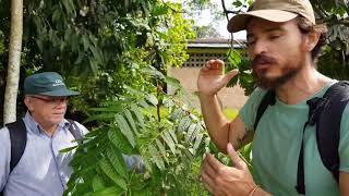 Cedro Vermelho - Diários da Agrofloresta