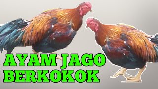 AYAM JAGO BERKOKOK DI PAGI HARI 🔴 SUARA AYAM II AYAM JAGO KAMPUNG