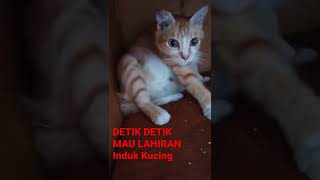 Detik detik mau melahirkan indung kucing